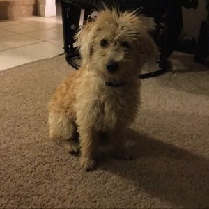 Meet your Posher, Bailey